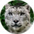Snow Leopard 1