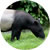 malayan tapir